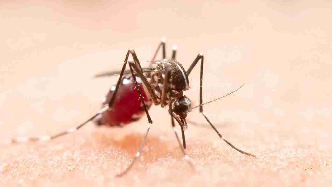 Dengue Fever: ಕರ್ನಾಟಕದಲ್ಲಿ ಕಳೆದ 24 ಗಂಟೆಯಲ್ಲಿ 175 ಜನರಲ್ಲಿ ಡೆಂಗ್ಯೂ ಜ್ವರ ದೃಢ