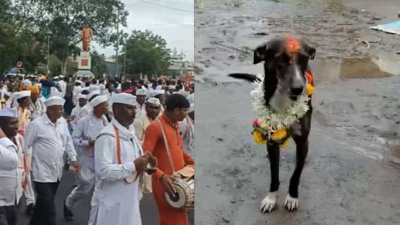 Viral Photo: 200 ಕಿ.ಮೀ ಕ್ರಮಿಸಿ ಮಾಲೀಕನ ಮನೆ ಸೇರಿಸಿದ ಕಾಣೆಯಾಗಿದ್ದ ಶ್ವಾನ Viral Photo: 200 ಕಿ.ಮೀ ಕ್ರಮಿಸಿ ಮಾಲೀಕನ ಮನೆ ಸೇರಿಸಿದ ಕಾಣೆಯಾಗಿದ್ದ ಶ್ವಾನ