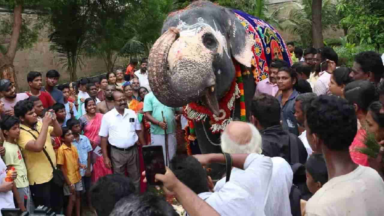 ದೇವಸ್ಥಾನದಲ್ಲಿ ಹುಟ್ಟುಹಬ್ಬ ಆಚರಿಸಿಕೊಂಡ ಆನೆ; ಈ ವೈರಲ್ ವಿಡಿಯೋ ಮಿಸ್ ಮಾಡಬೇಡಿ