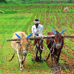 Farmer