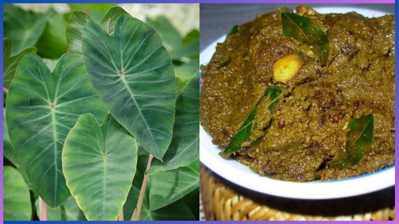 Colocasia Leaves : ಮಳೆಗಾಲದಲ್ಲಿ ಗಂಜಿ ಜತೆ ಕೆಸುವಿನೆಲೆ ಚಟ್ನಿ ಸೂಪರ್ , ಅಮ್ಮನ ...