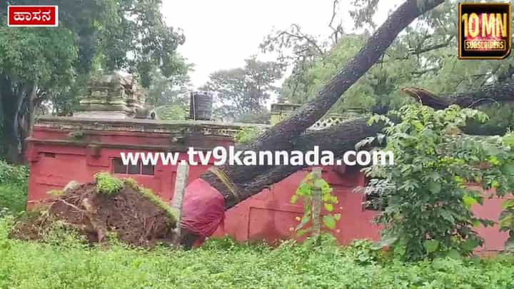 ಹಾಸನ: ಧಾರಾಕಾರ ಮಳೆಗೆ ಬಿದ್ದ ಬೃಹತ್ ಗಾತ್ರದ ಮರ, 700 ವರ್ಷ ಹಳೆಯ ಮಠದ ಕಟ್ಟಡ ಹಾನಿ ಹಾಸನ: ಧಾರಾಕಾರ ಮಳೆಗೆ ಬಿದ್ದ ಬೃಹತ್ ಗಾತ್ರದ ಮರ, 700 ವರ್ಷ ಹಳೆಯ ಮಠದ ಕಟ್ಟಡ ಹಾನಿ