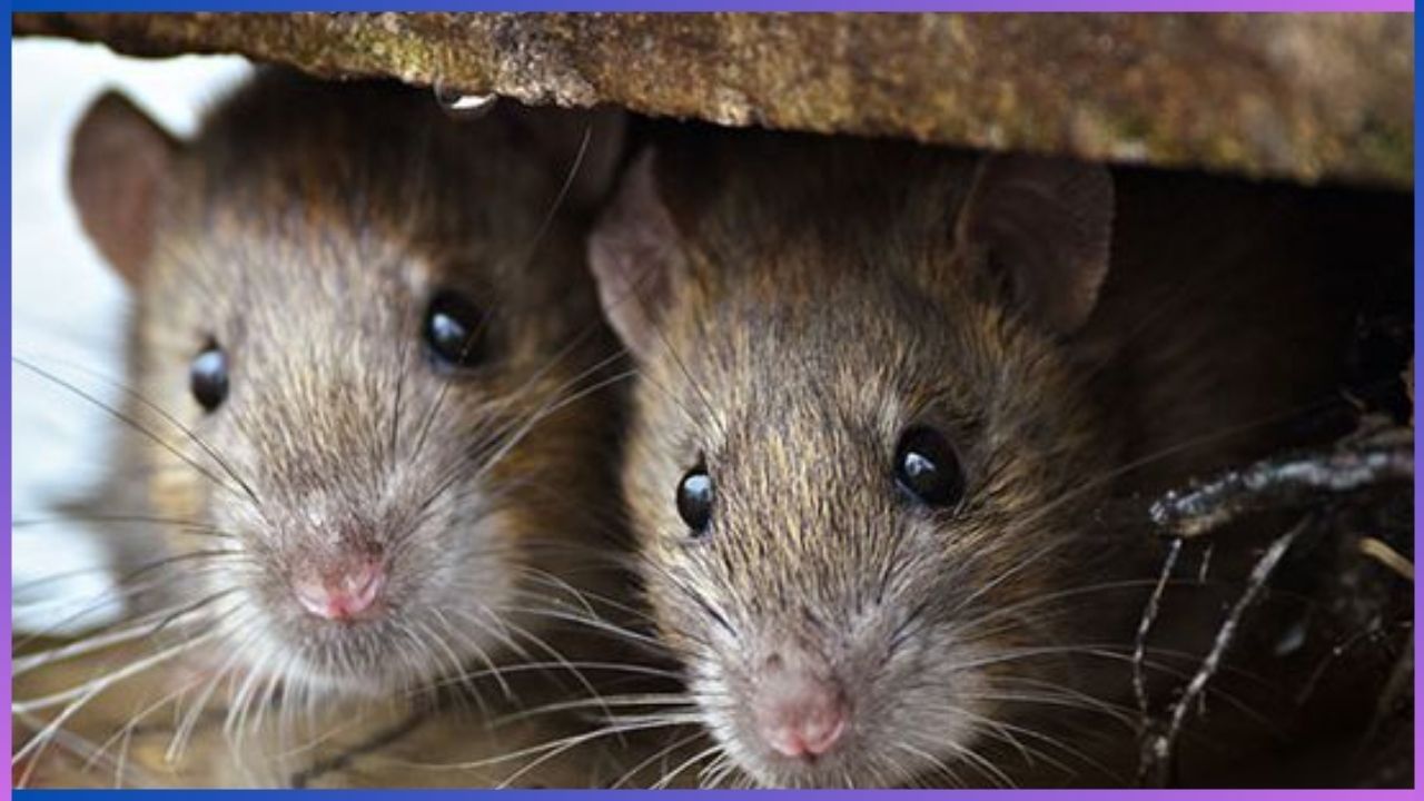 Rat Fever: ಇಲಿ ಜ್ವರವನ್ನು ಕಡೆಗಣಿಸಬೇಡಿ, ತಡೆಗಟ್ಟುವ ಕ್ರಮದ ಬಗ್ಗೆ ತಜ್ಞರ ಸಲಹೆ ಏನು?