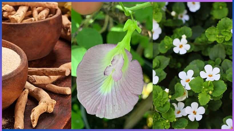 Home Remedies: ನೆನಪಿನಶಕ್ತಿ ಹೆಚ್ಚಿಸುವ ಗಿಡಮೂಲಿಕೆಗಳು ಯಾವುದು ಗೊತ್ತಾ?