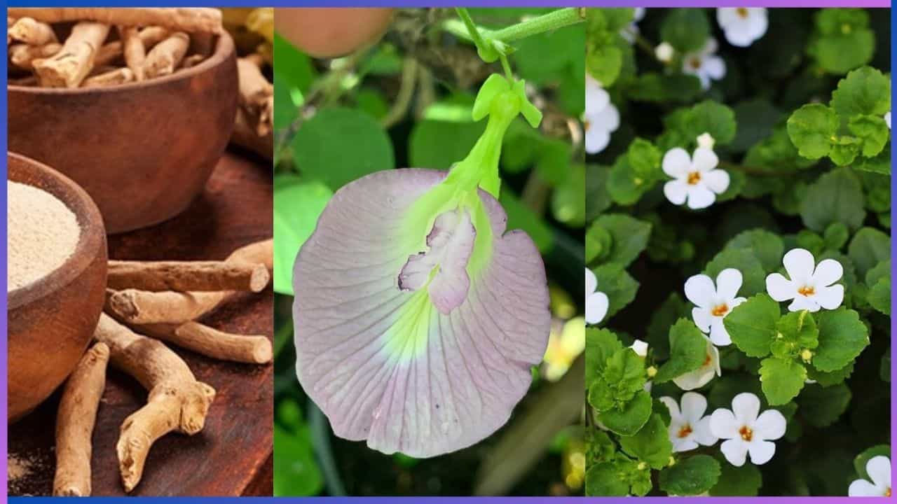 Home Remedies: ನೆನಪಿನಶಕ್ತಿ ಹೆಚ್ಚಿಸುವ ಗಿಡಮೂಲಿಕೆಗಳು ಯಾವುದು ಗೊತ್ತಾ?