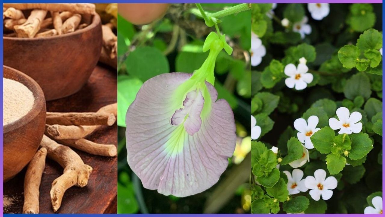 Home Remedies: ನೆನಪಿನಶಕ್ತಿ ಹೆಚ್ಚಿಸುವ ಗಿಡಮೂಲಿಕೆಗಳು ಯಾವುದು ಗೊತ್ತಾ?