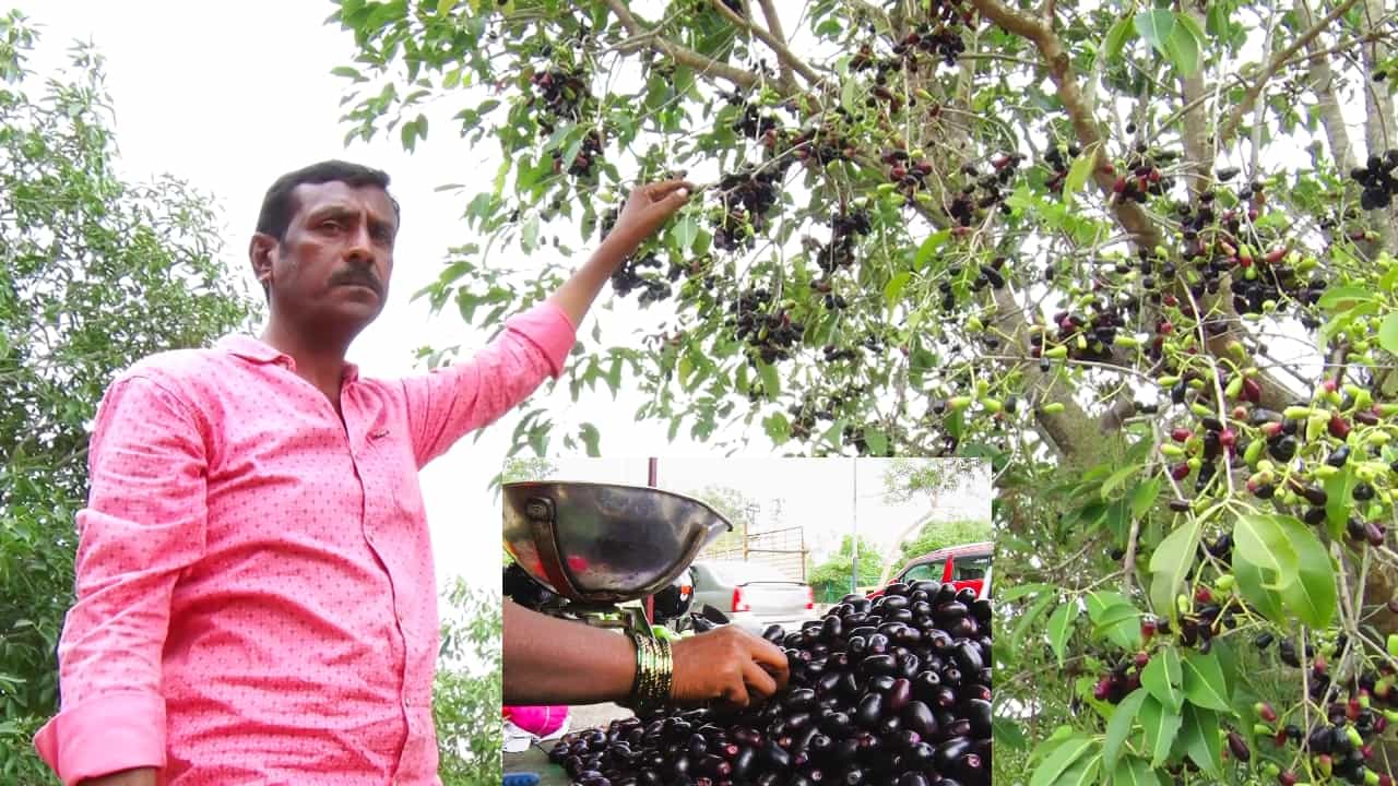 ಮಾರುಕಟ್ಟೆಯಲ್ಲಿ ಈಗ ಯೆಲ್ಲಿ ನೋಡಿದರೂ ಯೆಲ್ಲೋ ಸುಂದರಿ ಕಣ್ಣುಕುಕ್ಕುತ್ತಿದ್ದಾಳೆ. ಆದರೆ ಅಂತಹ ಯೆಲ್ಲೋ ಸುಂದರಿಗೆ ಸೆಡ್ಡುಹೊಡೆದು ಈಗ ಮಿರಿಮಿರಿ ಮುಂಚುತ್ತಿರುವ ನಾಟಿ ಕರಿಸುಂದರಿಯೊಬ್ಬಳು ಆಗಮಿಸಿದ್ದಾಳೆ. ಯೆಲ್ಲೋ ಹಾಗೂ ಕಪ್ಪು ವೈಯ್ಯಾರದ ಪೈಪೋಟಿಯಲ್ಲಿ ಗ್ರಾಹಕರು ಕಪ್ಪು ಸುಂದರಿಯತ್ತಲೇ ವಾಲಿದ್ದಾರೆ. ಅಷ್ಟಕ್ಕೂ ಆ ಯೆಲ್ಲೋ ಸುಂದರಿ.. ಕಪ್ಪು ಸುಂದರಿಯರು ಯಾರು..? ಅವರ ನಡುವೆ ಇರುವ ಸ್ಪರ್ಧೆಯಾದರೂ ಏನು? ಈ ವರದಿ ನೋಡಿ...