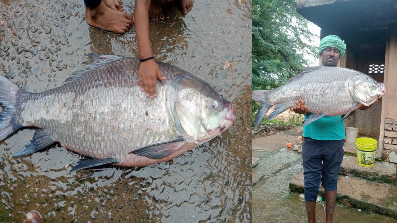 ಘಟಪ್ರಭಾ ನದಿಯಲ್ಲಿ ಬಲೆಗೆ ಬಿದ್ದ ಬೃಹತ್ ಗಾತ್ರದ ಮೀನು; ಅಚ್ಚರಿಗೊಂಡ ಗ್ರಾಮಸ್ಥರು