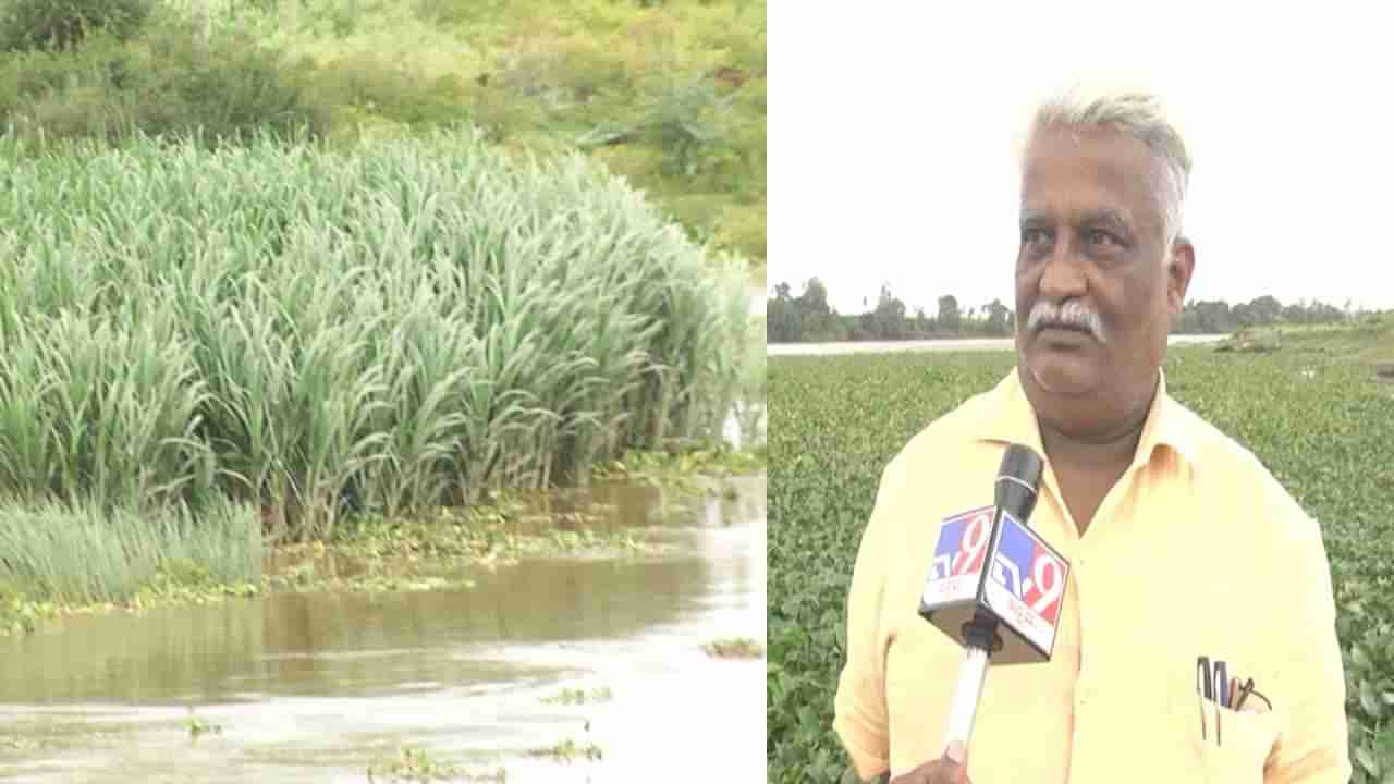 ಬೆಳಗಾವಿ: ವಾರದ ಮಳೆ ಹೊಡೆತಕ್ಕೆ ನಲುಗಿದ ಕೃಷ್ಣಾ ನದಿ ಪಾತ್ರದ ರೈತರು; ಕಷ್ಟಪಟ್ಟು ಬೆಳೆದ ಬೆಳೆ ನೀರುಪಾಲು