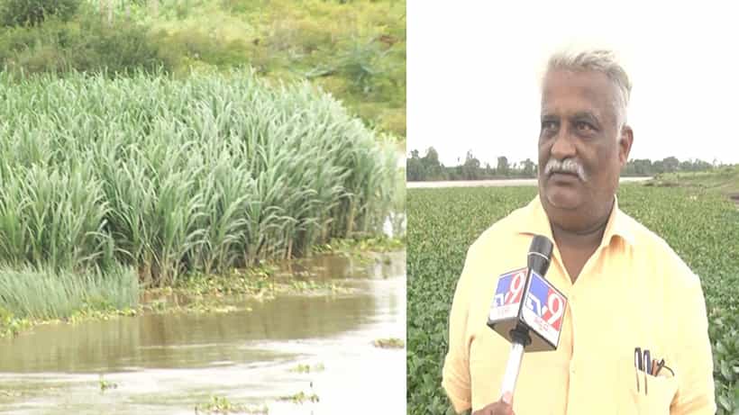ಬೆಳಗಾವಿ: ವಾರದ ಮಳೆ ಹೊಡೆತಕ್ಕೆ ನಲುಗಿದ ಕೃಷ್ಣಾ ನದಿ ಪಾತ್ರದ ರೈತರು; ಕಷ್ಟಪಟ್ಟು ಬೆಳೆದ ಬೆಳೆ ನೀರುಪಾಲು