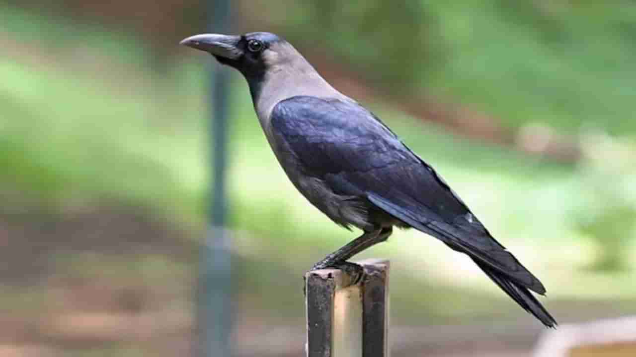 Indian Crows: ಕೀನ್ಯಾದಲ್ಲಿ ಕಾಗೆ ಕಾಟ ವಿಪರೀತ; ಕರಟಕ ದಮನಕ್ಕೆ ನಿರ್ಧಾರ ಕೈಗೊಂಡ ಸರ್ಕಾರ, ಏನಿದು ವಿಷಯ?