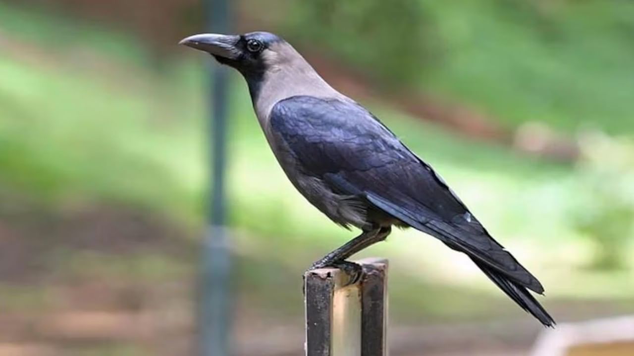 Indian Crows: ಕೀನ್ಯಾದಲ್ಲಿ ಕಾಗೆ ಕಾಟ ವಿಪರೀತ; ಕರಟಕ ದಮನಕ್ಕೆ ನಿರ್ಧಾರ ಕೈಗೊಂಡ ಸರ್ಕಾರ, ಏನಿದು ವಿಷಯ?