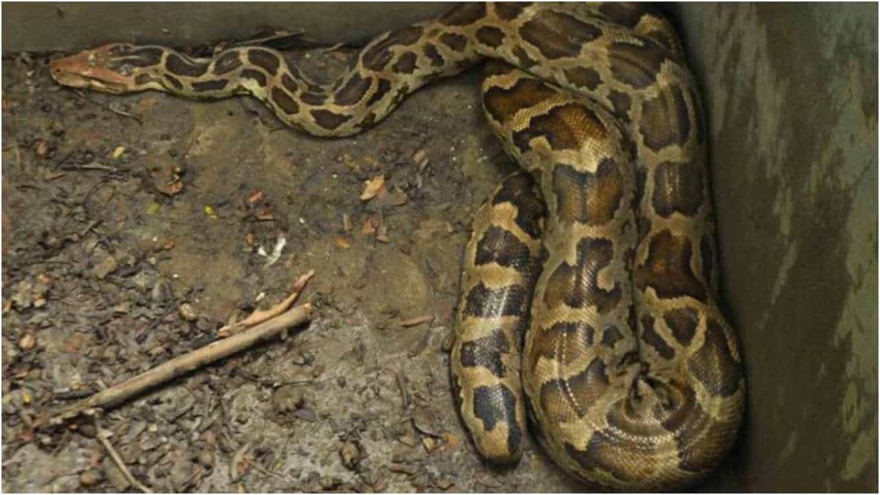 ಕೋಳಿಗಳನ್ನು ನುಂಗಿದ ಹೆಬ್ಬಾವು; 2 ವರ್ಷಗಳ ನಂತರ ರೈತನಿಗೆ ಪರಿಹಾರ ನೀಡಿದ ಕೇರಳ ಸರ್ಕಾರ ಕೋಳಿಗಳನ್ನು ನುಂಗಿದ ಹೆಬ್ಬಾವು; 2 ವರ್ಷಗಳ ನಂತರ ರೈತನಿಗೆ ಪರಿಹಾರ ನೀಡಿದ ಕೇರಳ ಸರ್ಕಾರ
