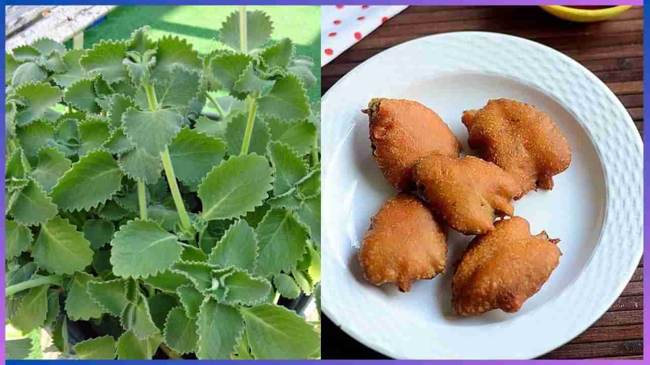 Ajwain Leaf Bajji : ಆರೋಗ್ಯಕ್ಕೆ ಹಿತ ದೊಡ್ಡ ಪತ್ರೆ ಎಲೆಯ ಬಜ್ಜಿ, ರೆಸಿಪಿಯ ವಿಧಾನ ಇಲ್ಲಿದೆ