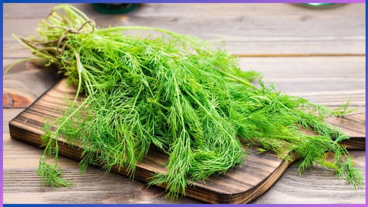 Dill Leaves Benefits: ಬಾಣಂತಿಯರಿಗೆ ಸಬ್ಬಸಿಗೆ ಸೊಪ್ಪು ದೇವರು ಕೊಟ್ಟ ವರದಾನ!