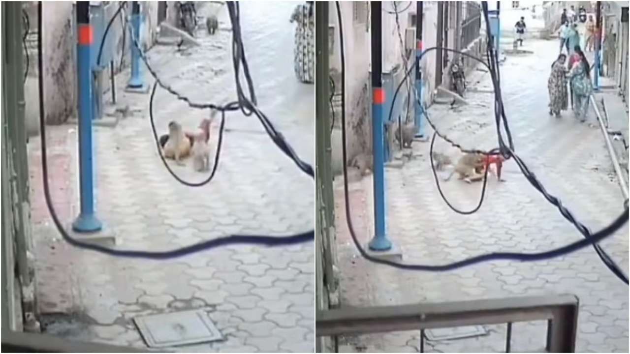 Viral Video: ಬಾಲಕನ ಮೇಲೆ ಮಂಗಗಳ ದಾಳಿ; ಮಗುವಿನ ಸಹಾಯಕ್ಕೂ ಬಾರದೆ ಓಡಿ ಹೋದ ಹೆಂಗಸರು Viral Video: ಬಾಲಕನ ಮೇಲೆ ಮಂಗಗಳ ದಾಳಿ; ಮಗುವಿನ ಸಹಾಯಕ್ಕೂ ಬಾರದೆ ಓಡಿ ಹೋದ ಹೆಂಗಸರು