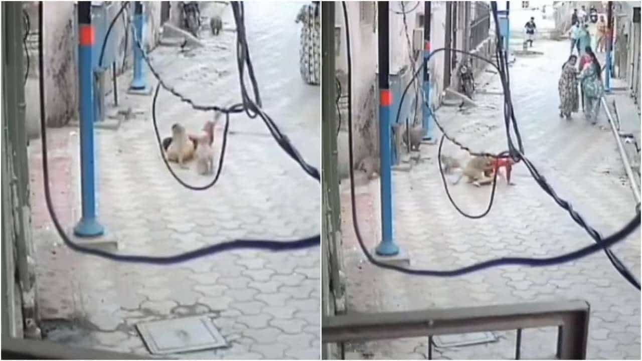Viral Video: ಬಾಲಕನ ಮೇಲೆ ಮಂಗಗಳ ದಾಳಿ; ಮಗುವಿನ ಸಹಾಯಕ್ಕೂ ಬಾರದೆ ಓಡಿ ಹೋದ ಹೆಂಗಸರು Viral Video: ಬಾಲಕನ ಮೇಲೆ ಮಂಗಗಳ ದಾಳಿ; ಮಗುವಿನ ಸಹಾಯಕ್ಕೂ ಬಾರದೆ ಓಡಿ ಹೋದ ಹೆಂಗಸರು