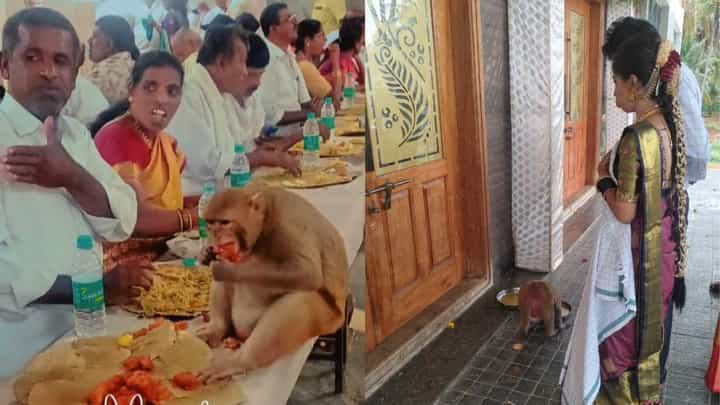 ಹಾಸನ: ಮದುವೆಗೆ ಬಂದವರಿಗೆ ಕಚ್ಚಿದ ಕೋತಿ, ಕಲ್ಯಾಣ ಮಂಟಪದಲ್ಲಿ ಮಂಗನಾಟಕ್ಕೆ ಹೈರಾಣಾದ ಜನ ಹಾಸನ: ಮದುವೆಗೆ ಬಂದವರಿಗೆ ಕಚ್ಚಿದ ಕೋತಿ, ಕಲ್ಯಾಣ ಮಂಟಪದಲ್ಲಿ ಮಂಗನಾಟಕ್ಕೆ ಹೈರಾಣಾದ ಜನ