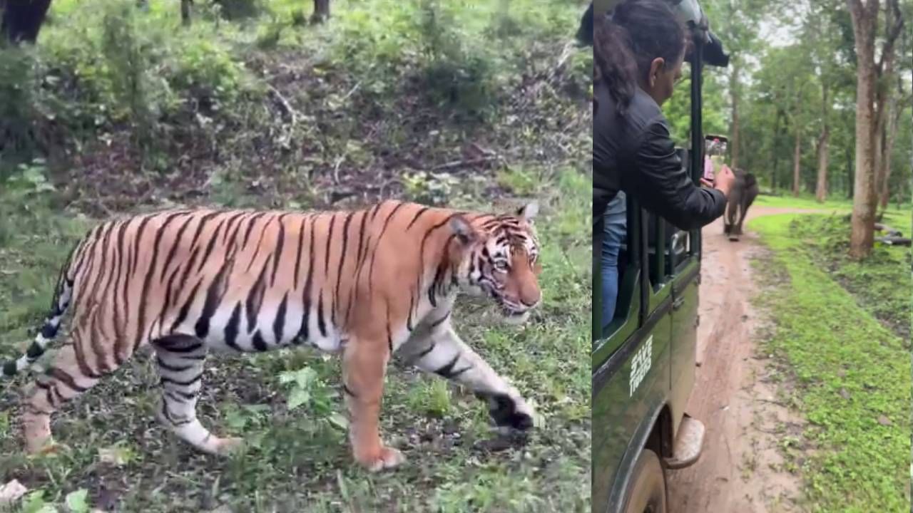 ಎದುರಗಡೆ ಆನೆ​, ಪಕ್ಕದಲ್ಲಿ ಎರಡೆರಡು ಹುಲಿ: ಸಫಾರಿಗರ ಪಾಡು ಏನಾಯ್ತು ನೋಡಿ