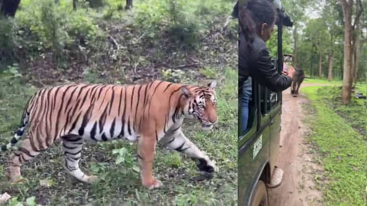 ಎದುರಗಡೆ ಆನೆ, ಪಕ್ಕದಲ್ಲಿ ಎರಡೆರಡು ಹುಲಿ: ಸಫಾರಿಗರ ಪಾಡು ಏನಾಯ್ತು ನೋಡಿ ಎದುರಗಡೆ ಆನೆ, ಪಕ್ಕದಲ್ಲಿ ಎರಡೆರಡು ಹುಲಿ: ಸಫಾರಿಗರ ಪಾಡು ಏನಾಯ್ತು ನೋಡಿ