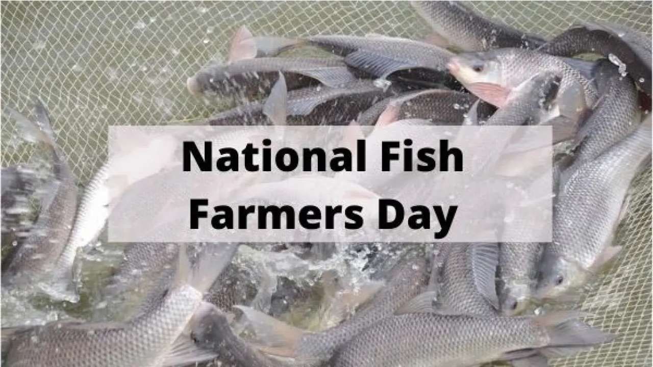 National Fish Farmer’s Day 2024 : ರಾಷ್ಟ್ರೀಯ ಮೀನು ಕೃಷಿಕರ ದಿನವನ್ನು ಭಾರತೀಯ ವಿಜ್ಞಾನಿಗಳಿಗೆ ಸಮರ್ಪಿಸುವುದು ಏಕೆ? ಇಲ್ಲಿದೆ ಮಾಹಿತಿ