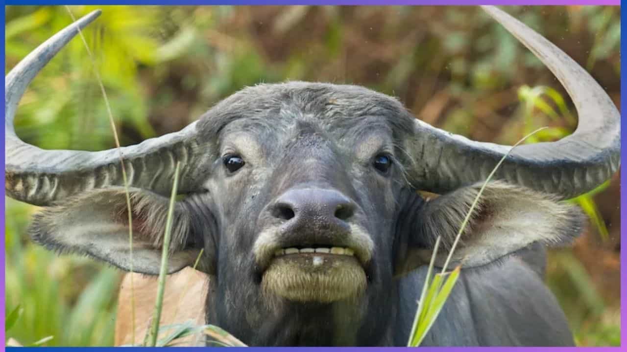 ಪೊಲೀಸ್ ಪಂಚಾಯ್ತಿಯಿಂದ ಪರಿಹಾರ ಆಗದ ಸಮಸ್ಯೆ ಒಂದು ಎಮ್ಮೆಯಿಂದ ಆಗಿದೆ, ಈ ಎಮ್ಮೆಯ ಮಾಲೀಕ ಯಾರು? ಪೊಲೀಸ್ ಪಂಚಾಯ್ತಿಯಿಂದ ಪರಿಹಾರ ಆಗದ ಸಮಸ್ಯೆ ಒಂದು ಎಮ್ಮೆಯಿಂದ ಆಗಿದೆ, ಈ ಎಮ್ಮೆಯ ಮಾಲೀಕ ಯಾರು?
