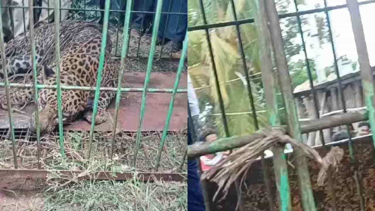 ಬಲೆಗೆ ಬಿತ್ತೆಂದು ನಿಟ್ಟುಸಿರು ಬಿಡುವಷ್ಟರಲ್ಲೇ ಚಿರತೆ ಎಸ್ಕೇಪ್: ಅಧಿಕಾರಿಗಳಿಗೆ ಸ್ಥಳೀಯರು ಫುಲ್ ಕ್ಲಾಸ್