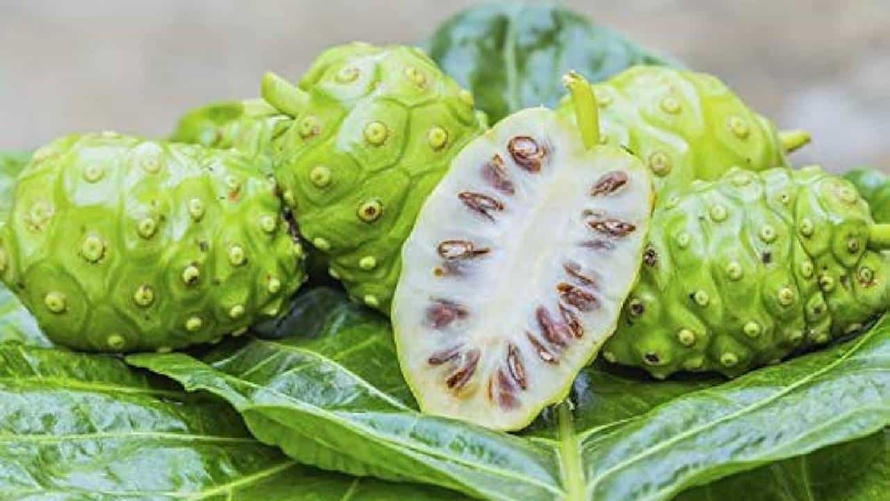 Noni Benefits: 450ಕ್ಕೂ ಹೆಚ್ಚಿನ ರೋಗಗಳ ನಿವಾರಣೆ ಮಾಡುವ ಶಕ್ತಿ ಈ ಹಣ್ಣಿನ ರಸದಲ್ಲಿದೆ Noni Benefits: 450ಕ್ಕೂ ಹೆಚ್ಚಿನ ರೋಗಗಳ ನಿವಾರಣೆ ಮಾಡುವ ಶಕ್ತಿ ಈ ಹಣ್ಣಿನ ರಸದಲ್ಲಿದೆ