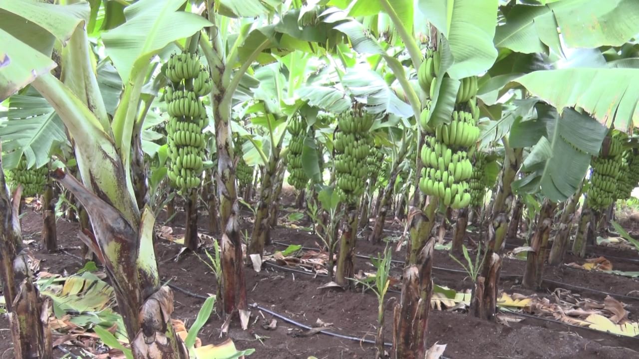 Vijayapura organic banana is being exported to some countries including Iran and Iraq with heavy demand