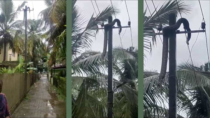 ಉಳ್ಳಾಲದಲ್ಲಿ ವಿದ್ಯುತ್ ತಂತಿ ತಗುಲಿ ಹೆಬ್ಬಾವು ಸಾವು, ಆತ್ಮಹತ್ಯೆ ಎಂದ ನೆಟ್ಟಿಗರು ಉಳ್ಳಾಲದಲ್ಲಿ ವಿದ್ಯುತ್ ತಂತಿ ತಗುಲಿ ಹೆಬ್ಬಾವು ಸಾವು, ಆತ್ಮಹತ್ಯೆ ಎಂದ ನೆಟ್ಟಿಗರು