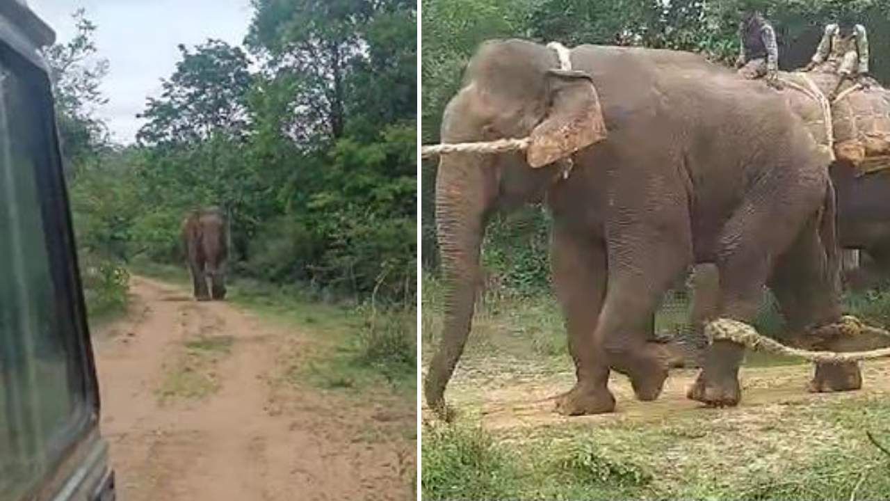 ಕೊನೆಗೂ ‘ಮಕ್ನಾ’ ಆನೆ ಸೆರೆ: ಪುಂಡಾಟ ಮೆರೆಯುತ್ತಿದ್ದ ಕಾಡಾನೆ ಸೆರೆ ಹಿಡಿಯುವ ರೋಚಕ ವಿಡಿಯೋ ನೋಡಿ