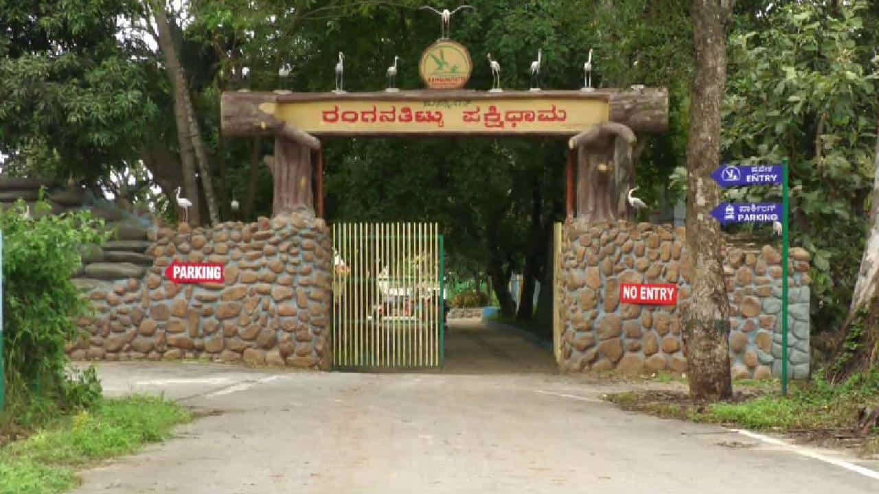 KRSನಿಂದ ನದಿಗೆ ಹರಿದ ನೀರು: ರಂಗನತಿಟ್ಟು ಪಕ್ಷಿಧಾಮದ ದೋಣಿ ವಿಹಾರ ತಾತ್ಕಾಲಿಕ ಬಂದ್ KRSನಿಂದ ನದಿಗೆ ಹರಿದ ನೀರು: ರಂಗನತಿಟ್ಟು ಪಕ್ಷಿಧಾಮದ ದೋಣಿ ವಿಹಾರ ತಾತ್ಕಾಲಿಕ ಬಂದ್