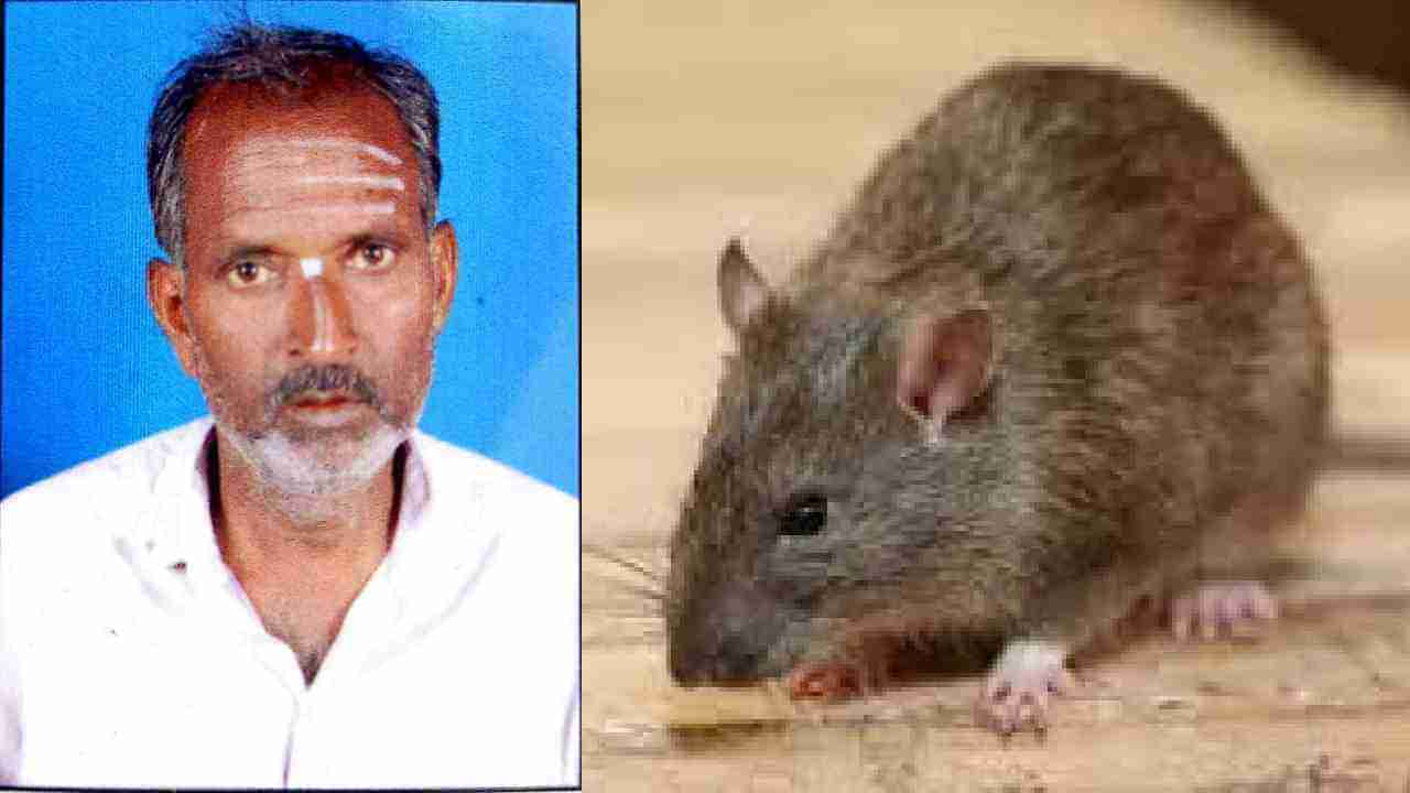 Rat Fever: ಹಾವೇರಿ ಜಿಲ್ಲೆಯಲ್ಲಿ ಇಲಿ ಜ್ವರಕ್ಕೆ ಮೊದಲ ಬಲಿ, ಚಿಕಿತ್ಸೆ ಫಲಿಸದೆ ವೃದ್ಧ ಸಾವು