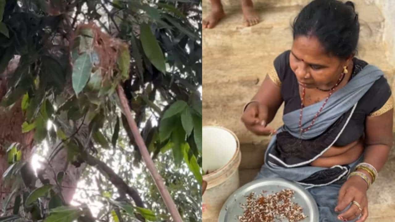 Viral Video: ಮಳೆಗಾಲದ ವಿಶೇಷ ಕೆಂಪು ಇರುವೆ ಚಟ್ನಿ ಪಾಕ ವಿಧಾನ ಇಲ್ಲಿದೆ ನೋಡಿ; ವಿಡಿಯೋ ವೈರಲ್ Viral Video: ಮಳೆಗಾಲದ ವಿಶೇಷ ಕೆಂಪು ಇರುವೆ ಚಟ್ನಿ ಪಾಕ ವಿಧಾನ ಇಲ್ಲಿದೆ ನೋಡಿ; ವಿಡಿಯೋ ವೈರಲ್