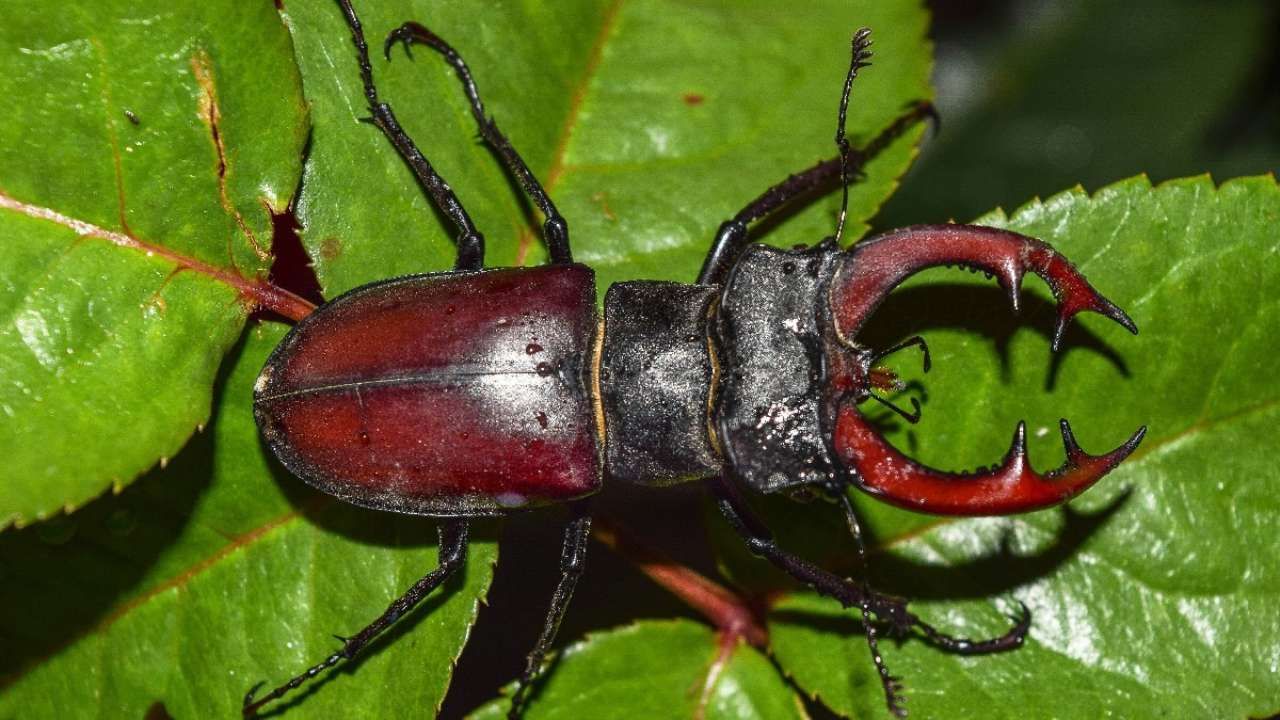 Stag Beetle: ವಿಶ್ವದ ಅತ್ಯಂತ ದುಬಾರಿ ಕೀಟ; ಇದರ ಬೆಲೆ Audi carಗಿಂತಲೂ ಹೆಚ್ಚು Stag Beetle: ವಿಶ್ವದ ಅತ್ಯಂತ ದುಬಾರಿ ಕೀಟ; ಇದರ ಬೆಲೆ Audi carಗಿಂತಲೂ ಹೆಚ್ಚು