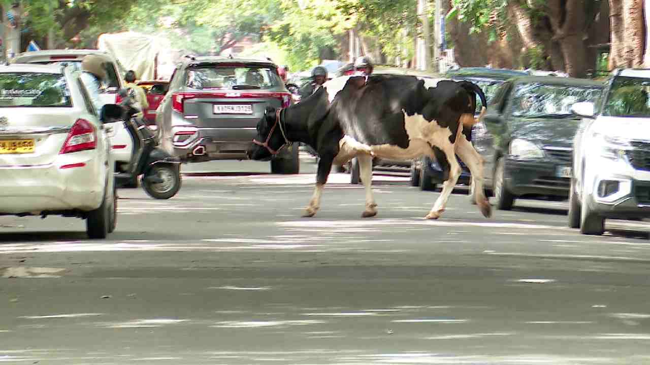 Street Cattle in Bangalore; Motorists are outraged against the bbmp kannada news