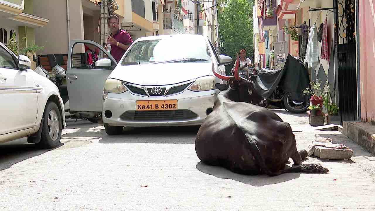 ಬೆಂಗಳೂರಿನಲ್ಲಿ ಬೀದಿ ದನಗಳ ಹಾವಳಿ; ವಾಹನ ಸವಾರರು ಹೈರಾಣ, ಪಾಲಿಕೆ ವಿರುದ್ಧ ಆಕ್ರೋಶ ಬೆಂಗಳೂರಿನಲ್ಲಿ ಬೀದಿ ದನಗಳ ಹಾವಳಿ; ವಾಹನ ಸವಾರರು ಹೈರಾಣ, ಪಾಲಿಕೆ ವಿರುದ್ಧ ಆಕ್ರೋಶ