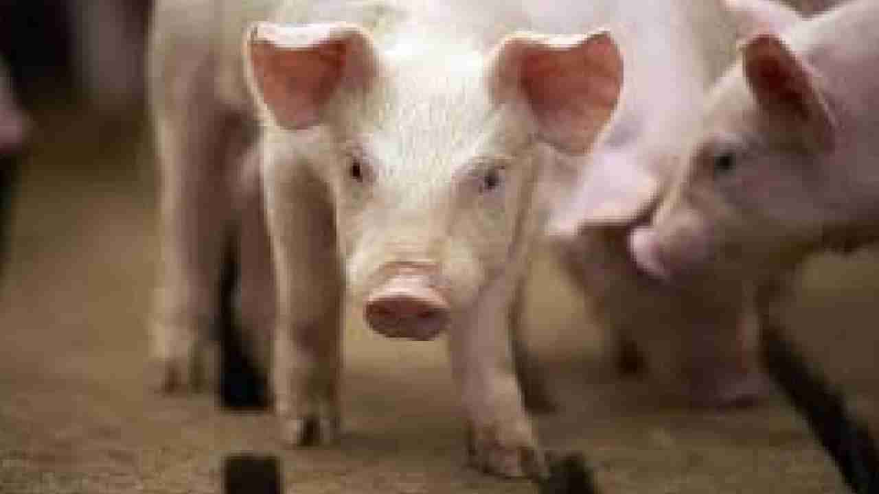 African Swine Fever: ಕೇರಳದಲ್ಲಿ ಆಫ್ರಿಕನ್ ಹಂದಿ ಜ್ವರ ಪತ್ತೆ, ಕರ್ನಾಟಕಕ್ಕೂ ಆತಂಕ