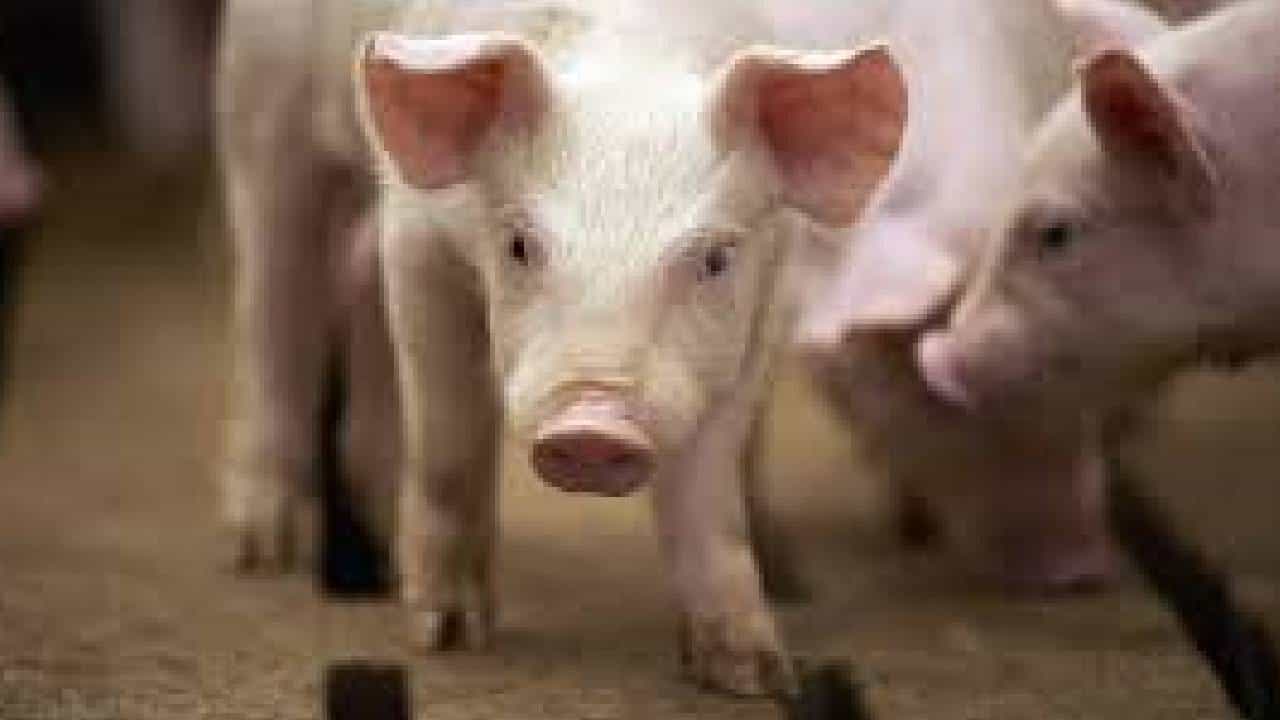 African Swine Fever: ಕೇರಳದಲ್ಲಿ ಆಫ್ರಿಕನ್ ಹಂದಿ ಜ್ವರ ಪತ್ತೆ, ಕರ್ನಾಟಕಕ್ಕೂ ಆತಂಕ African Swine Fever: ಕೇರಳದಲ್ಲಿ ಆಫ್ರಿಕನ್ ಹಂದಿ ಜ್ವರ ಪತ್ತೆ, ಕರ್ನಾಟಕಕ್ಕೂ ಆತಂಕ