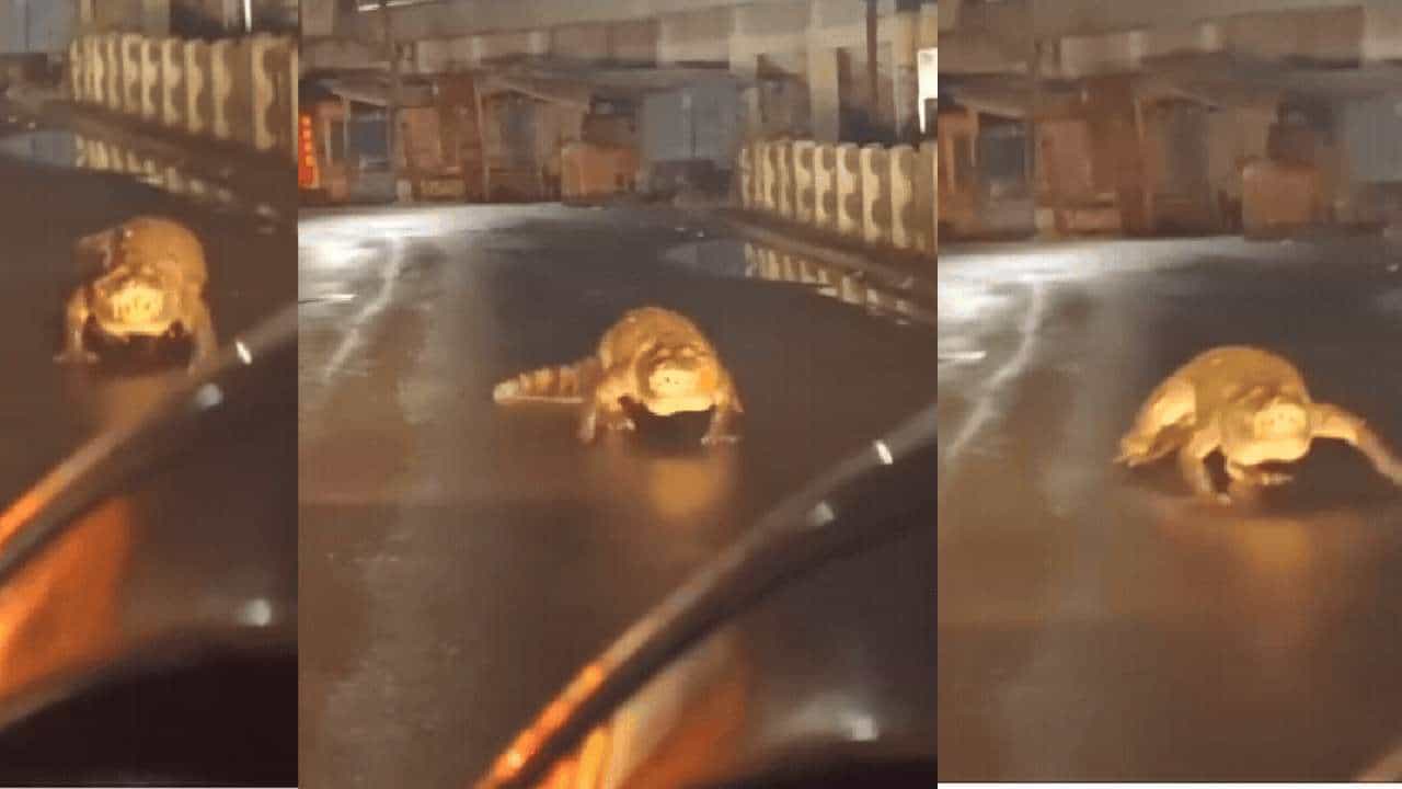 Video Viral: ಮಳೆಗೆ ನಡು ರಸ್ತೆಯಲ್ಲೇ ಪ್ರತ್ಯಕ್ಷವಾದ ದೈತ್ಯ ಮೊಸಳೆ Video Viral: ಮಳೆಗೆ ನಡು ರಸ್ತೆಯಲ್ಲೇ ಪ್ರತ್ಯಕ್ಷವಾದ ದೈತ್ಯ ಮೊಸಳೆ
