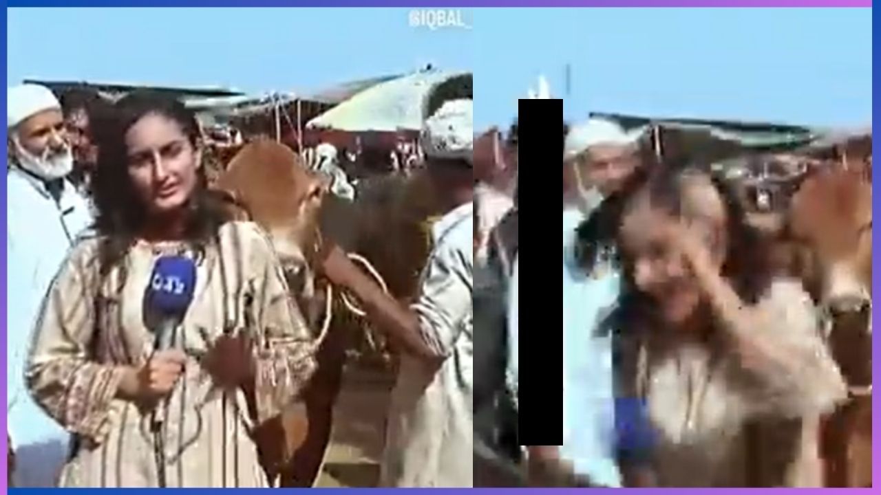 Viral Video: ಲೈವ್‌ ರಿಪೋರ್ಟಿಂಗ್‌ ವೇಳೆ ಪತ್ರಕರ್ತೆಗೆ ಗುಮ್ಮಿದ ಗೂಳಿ