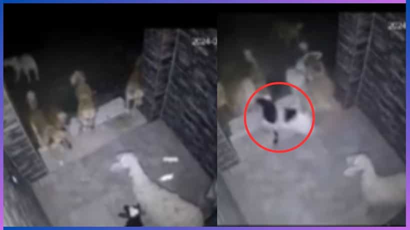 Video: ತಾಯಿ ಮುಂದೆಯೇ ಕುರಿ ಮರಿಯನ್ನು ದರದರನೇ ಎಳೆದೊಯ್ದ ಬೀದಿ ನಾಯಿಗಳು, ವಿಡಿಯೋ ವೈರಲ್
