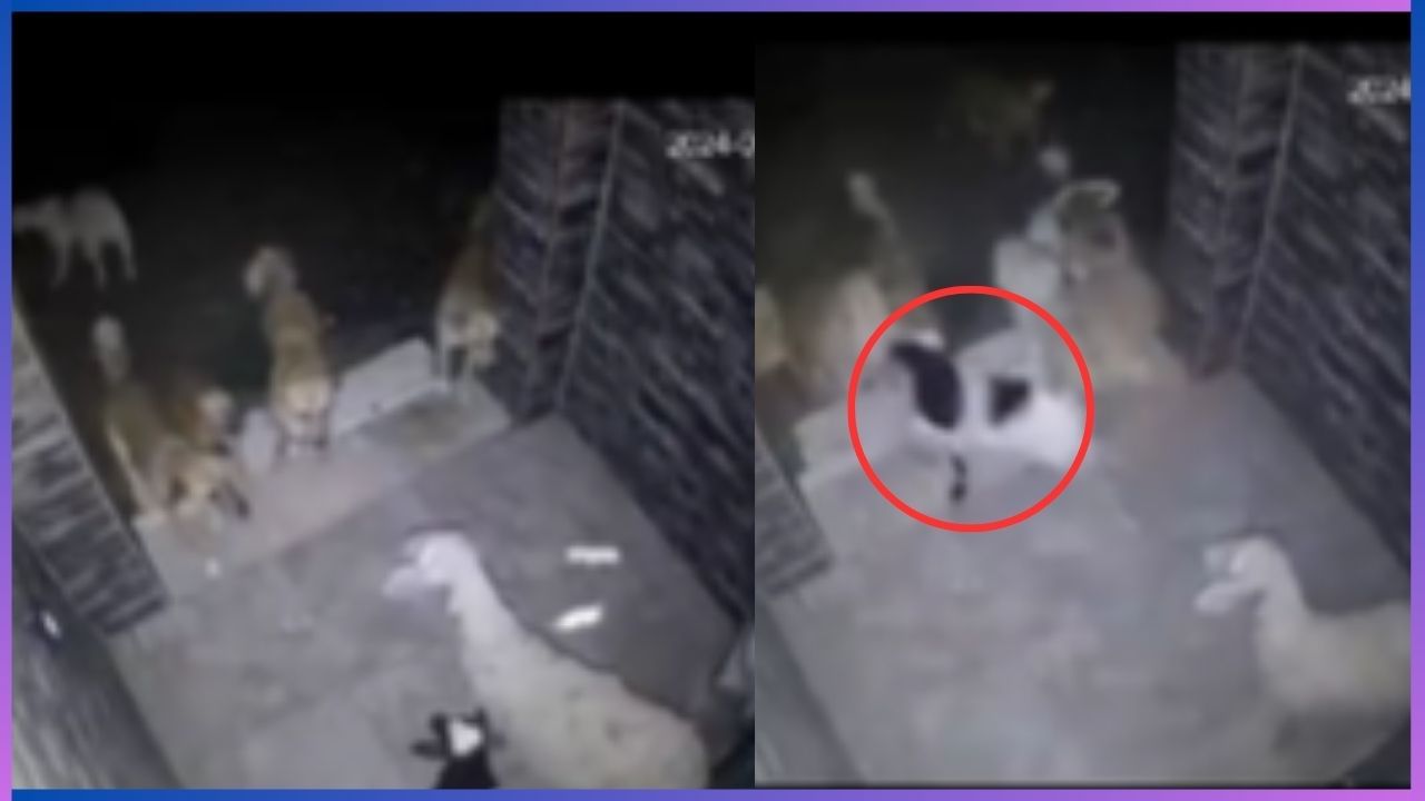 Video: ತಾಯಿ ಮುಂದೆಯೇ ಕುರಿ ಮರಿಯನ್ನು ದರದರನೇ ಎಳೆದೊಯ್ದ ಬೀದಿ ನಾಯಿಗಳು, ವಿಡಿಯೋ ವೈರಲ್