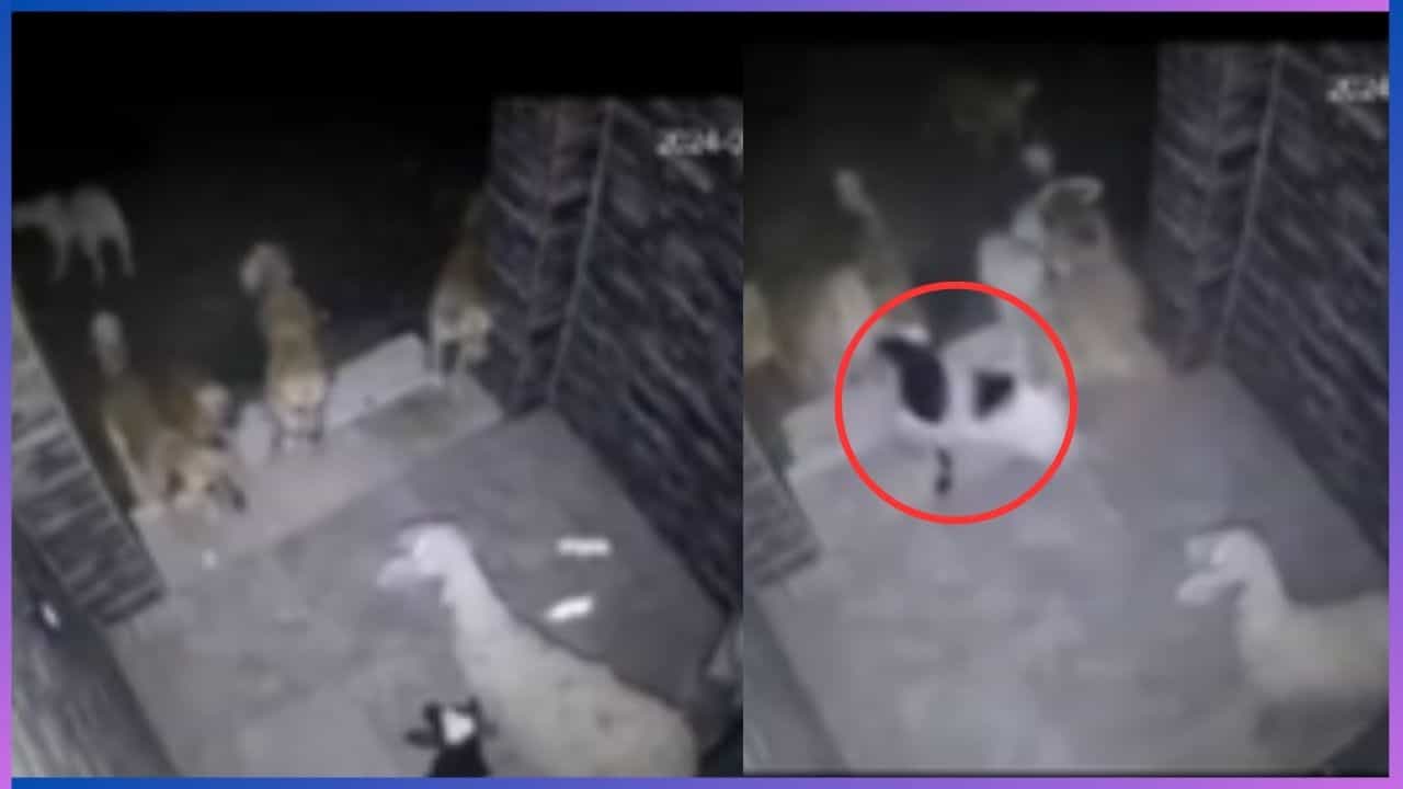 Video: ತಾಯಿ ಮುಂದೆಯೇ ಕುರಿ ಮರಿಯನ್ನು ದರದರನೇ ಎಳೆದೊಯ್ದ ಬೀದಿ ನಾಯಿಗಳು, ವಿಡಿಯೋ ವೈರಲ್ Video: ತಾಯಿ ಮುಂದೆಯೇ ಕುರಿ ಮರಿಯನ್ನು ದರದರನೇ ಎಳೆದೊಯ್ದ ಬೀದಿ ನಾಯಿಗಳು, ವಿಡಿಯೋ ವೈರಲ್
