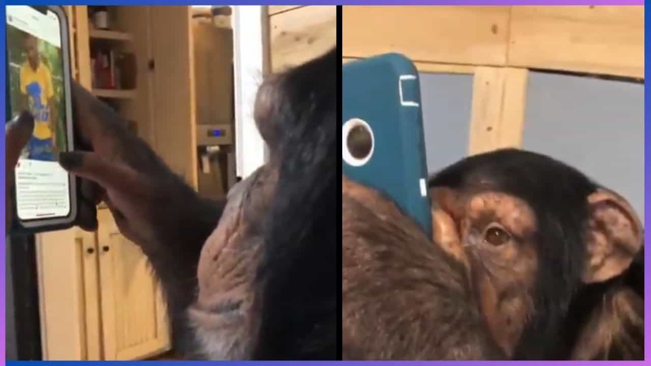 Viral Video: ಈ ಚಿಂಪಾಂಜಿಗೂ ಇನ್ಸ್ಟಾಗ್ರಾಮ್ ಹುಚ್ಚು, ಇದು ಫೋನ್ ನೋಡ್ತಾ ಕೂತ್ರೆ ಏಳೋದೇ ಇಲ್ಲ Viral Video: ಈ ಚಿಂಪಾಂಜಿಗೂ ಇನ್ಸ್ಟಾಗ್ರಾಮ್ ಹುಚ್ಚು, ಇದು ಫೋನ್ ನೋಡ್ತಾ ಕೂತ್ರೆ ಏಳೋದೇ ಇಲ್ಲ