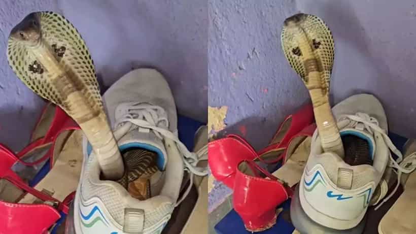 Video Viral: ಶೂ ಒಳಗೆ ಕಾಲು ಹಾಕಲು ಮುಂದಾಗುತ್ತಿದ್ದಂತೆ ಹೆಡೆ ಎತ್ತಿ ನಿಂತ ನಾಗರ ಹಾವು; ವಿಡಿಯೋ ವೈರಲ್