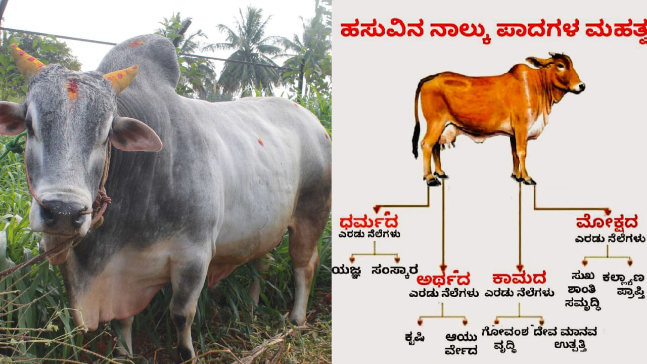 ಹಸುವಿನ ನಾಲ್ಕು ಪಾದಗಳು ಏನನ್ನು ಪ್ರತಿನಿಧಿಸುತ್ತದೆ, ಅದರ ಮಹತ್ವವೇನು? ಹಸುವಿನ ನಾಲ್ಕು ಪಾದಗಳು ಏನನ್ನು ಪ್ರತಿನಿಧಿಸುತ್ತದೆ, ಅದರ ಮಹತ್ವವೇನು?