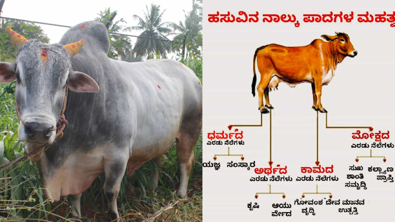 ಹಸುವಿನ ನಾಲ್ಕು ಪಾದಗಳು ಏನನ್ನು ಪ್ರತಿನಿಧಿಸುತ್ತದೆ, ಅದರ ಮಹತ್ವವೇನು? ಹಸುವಿನ ನಾಲ್ಕು ಪಾದಗಳು ಏನನ್ನು ಪ್ರತಿನಿಧಿಸುತ್ತದೆ, ಅದರ ಮಹತ್ವವೇನು?