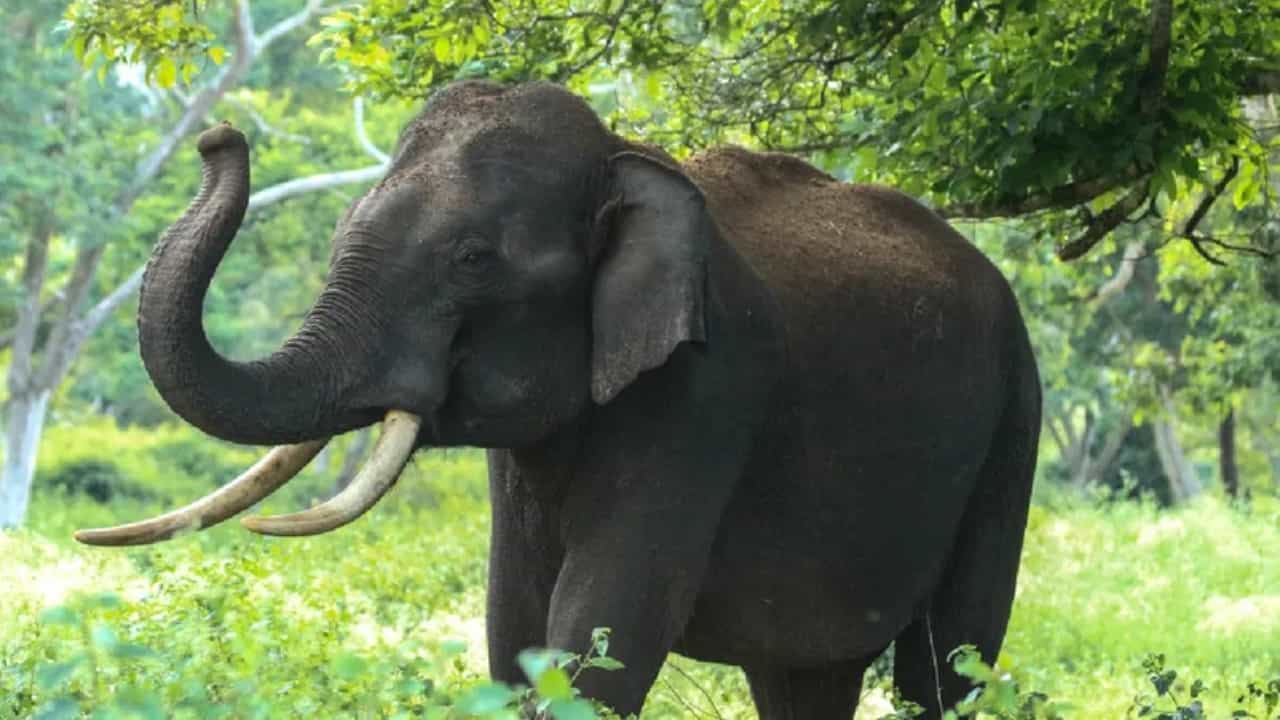 ಬೆಂಗಳೂರು: ಬನ್ನೇರುಘಟ್ಟದಲ್ಲಿ ಕಾಡಾನೆ ದಾಳಿಗೆ ಒಂದೇ ವಾರದಲ್ಲಿ ಮೂರು ಸಾವು
