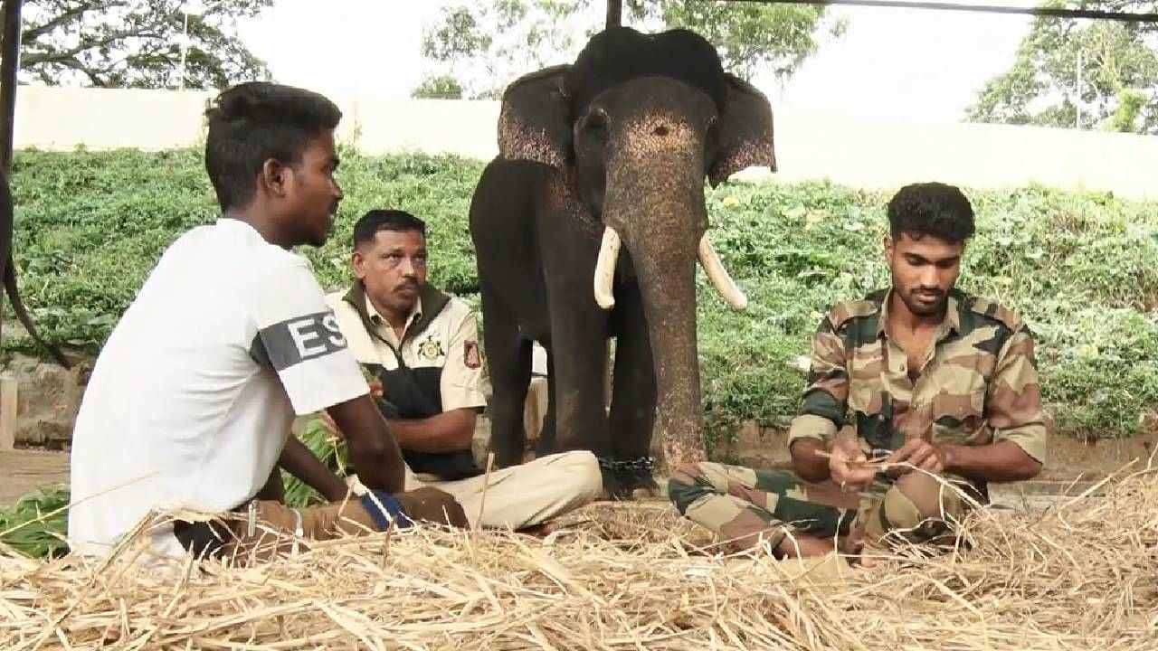 ನಾಡಹಬ್ಬ ದಸರಾ ಸಿದ್ಧತೆ ಕಳೆಗಟ್ಟಿದ್ದು, ಇಷ್ಟು ದಿನ ಕಾಡಿನಲ್ಲಿದ್ದ ದಸರಾ ಆನೆಗಳಿಗೆ ನಾಡಿನ ಜೊತೆ ಹೊಂದಾಣಿಕೆ ಮಾಡಿಸುವುದರಲ್ಲಿ ಮಾವುತರು ತೊಡಗಿದ್ದಾರೆ. ಜೊತೆಗೆ ಈ ಆನೆಗಳಿಗೆ ವಿಶೇಷ ಆಹಾರ ನೀಡಲಾಗುತ್ತಿದೆ.